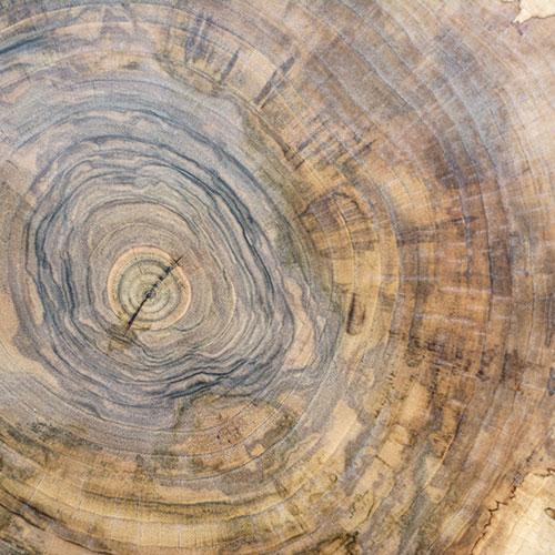 Holzstruktur amerikanische Nussbaum Holz